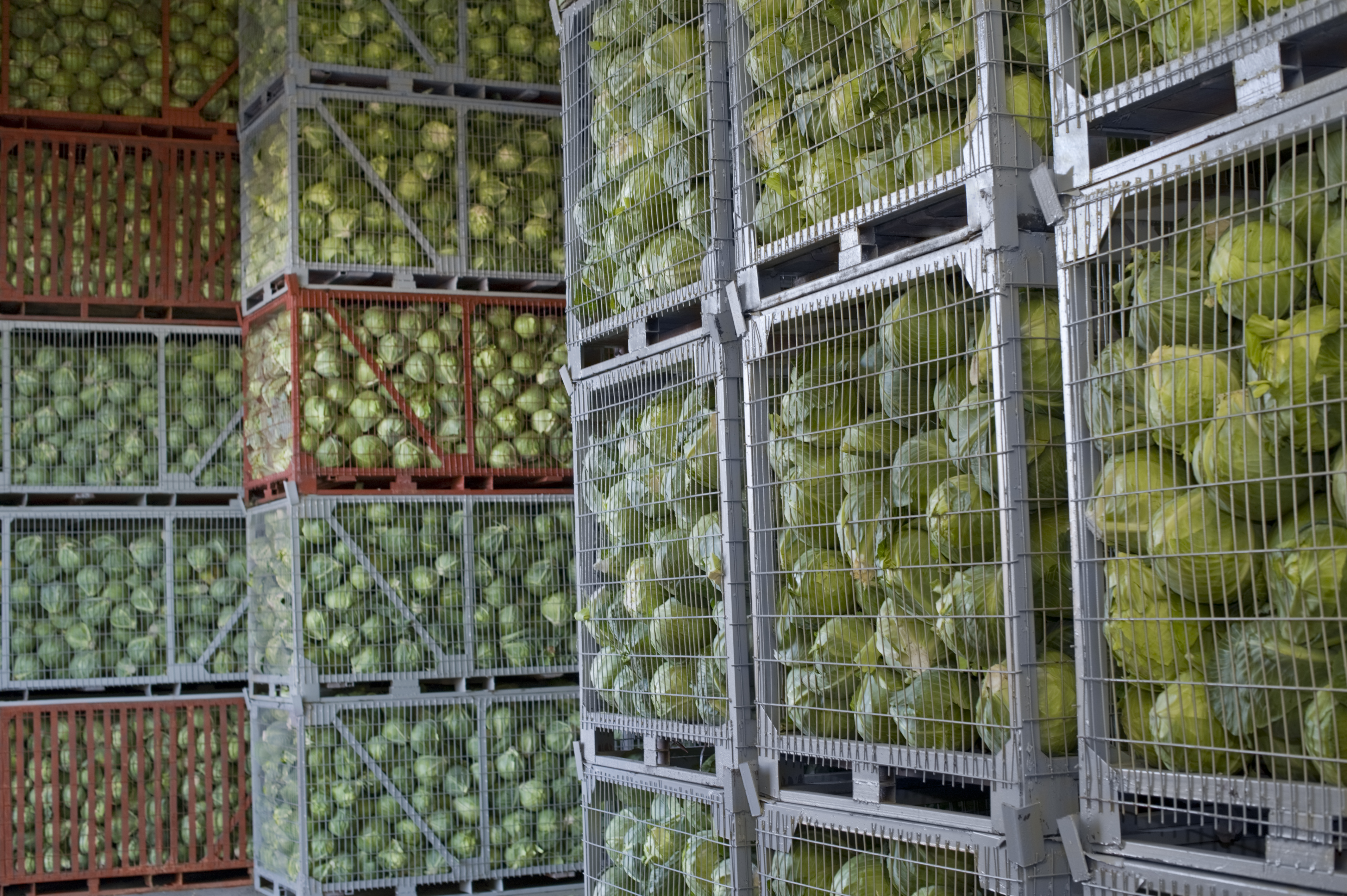 Очищенные овощи хранят. Хранилище для овощей и фруктов. Хранение овощей на складе. Хранение фруктов на складе. Овощехранилище для фруктов и овощей.